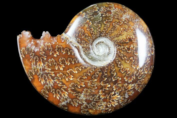 Polished, Agatized Ammonite (Cleoniceras) - Madagascar #94254